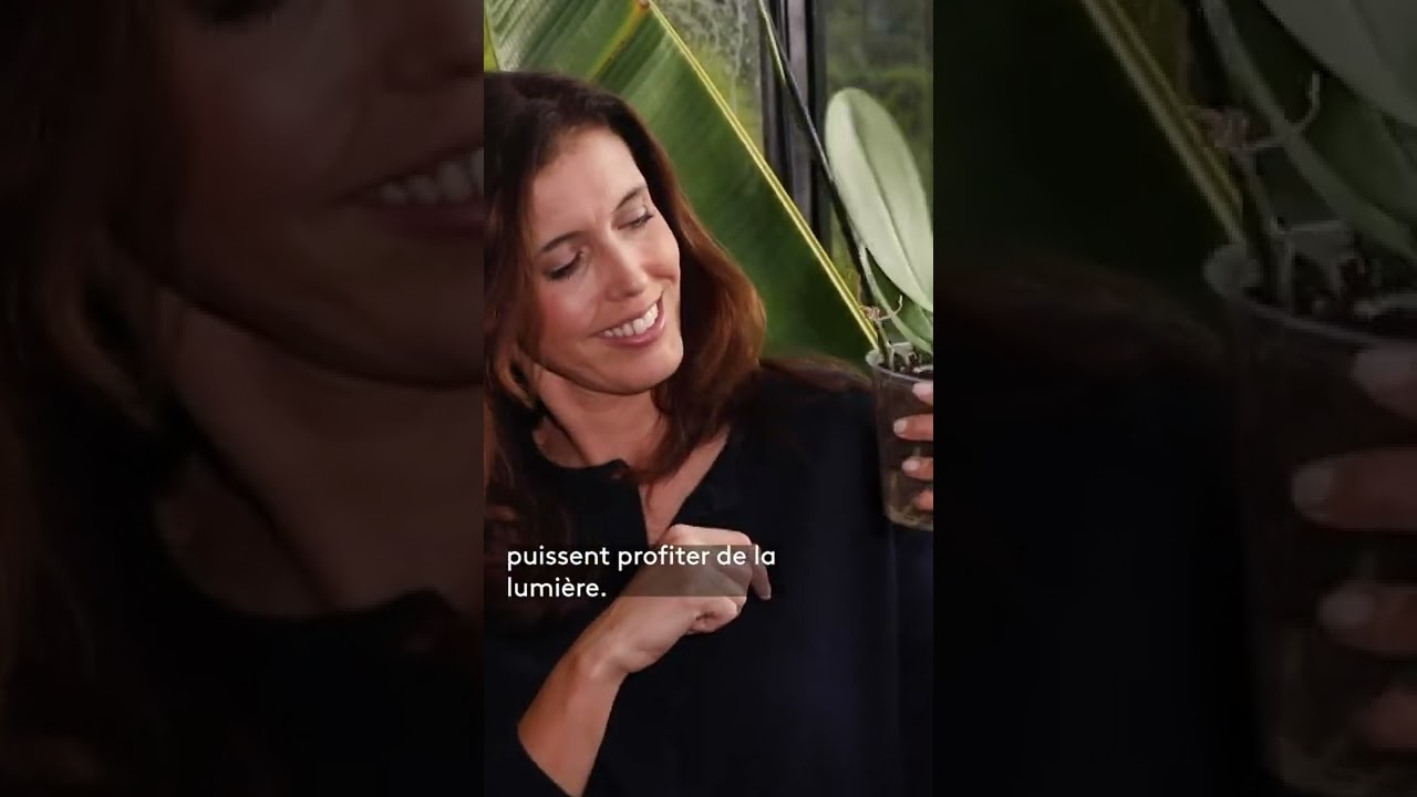 🌸 Comment entretenir votre orchidée ? 