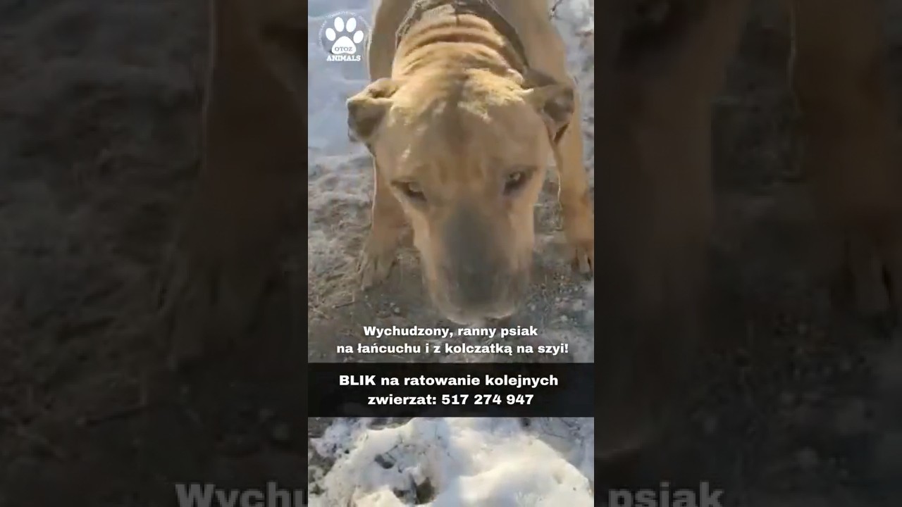 Wychudzony, ranny psiak na łańcuchu z kolczatką na szyi!