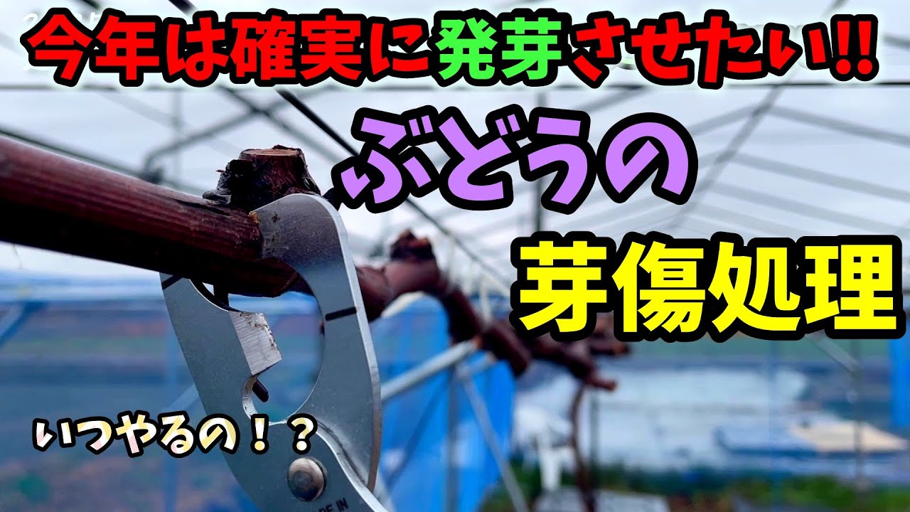 【ぶどう🍇】芽傷処理したった。…【118回目】佐賀県吉野ヶ里町でシャインマスカットなど果樹栽培日誌