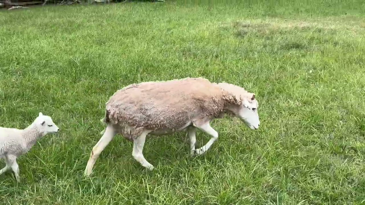 Gulf Coast Native Sheep #timetraveltuesday