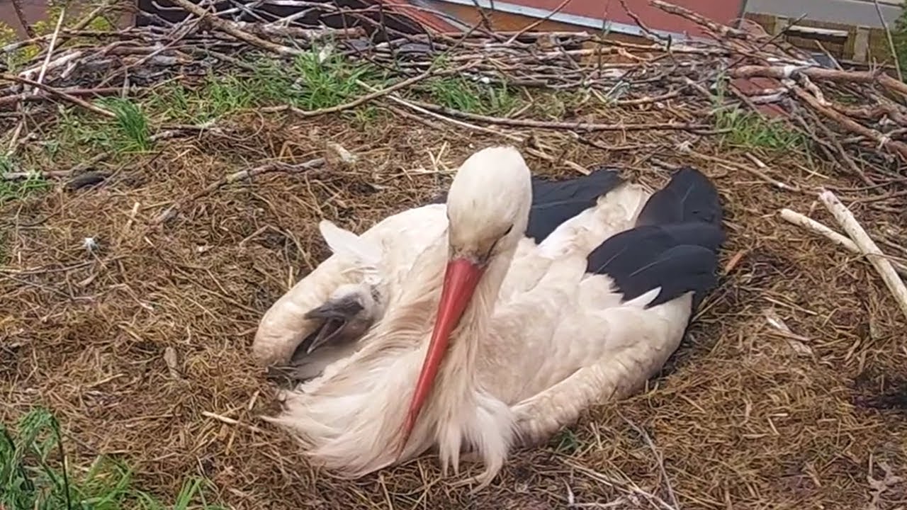 Č&aacute;pi Mlad&eacute; Buky | Pod kř&iacute;dlem u maminky je nejl&eacute;pe | Under my mom's wing is the best