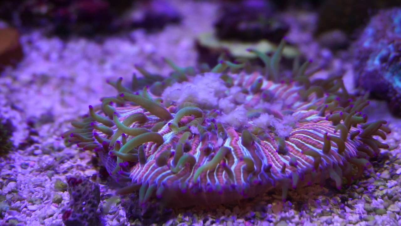 Alimenta&ccedil;&atilde;o de plate coral com pat&ecirc; Oceanova