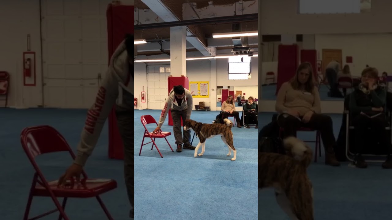 Distraction Training Demo with Kamal Fernandez