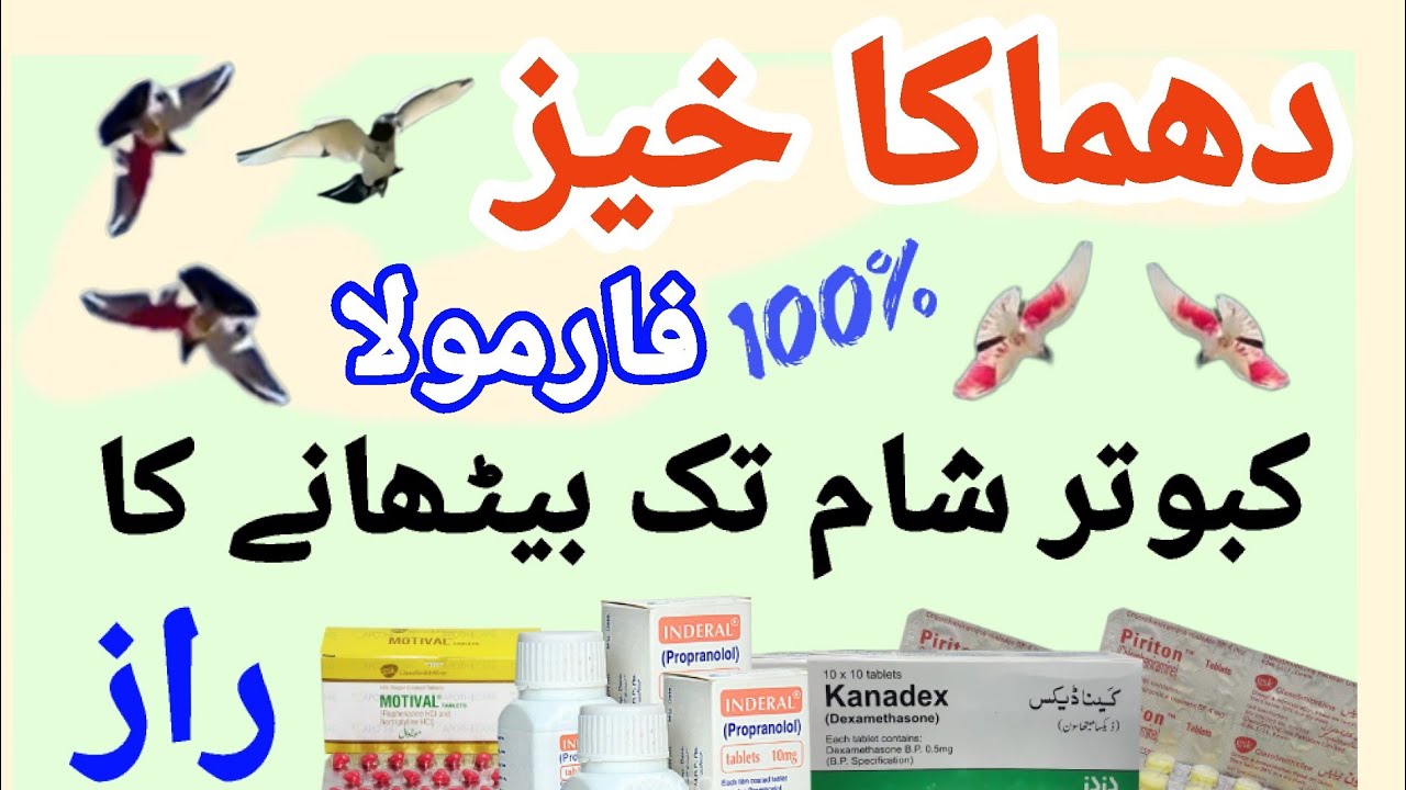 Kabootar Sham Ko Bethany Ka Parwazi Nuskha || Parwazi Pani || پروازی نسخہ