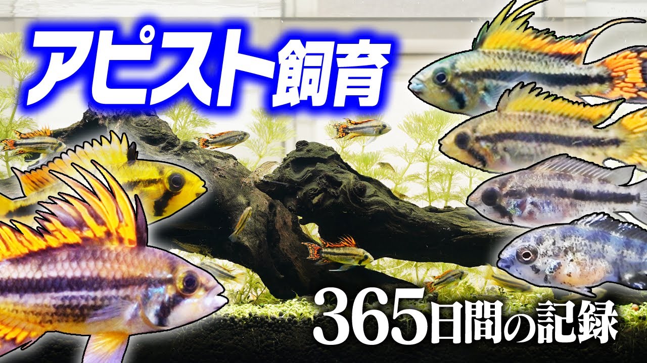 【ｱｸｱﾘｳﾑ】アピストグラマのペア飼育から365日間の記録【繁殖/子育て/混泳】