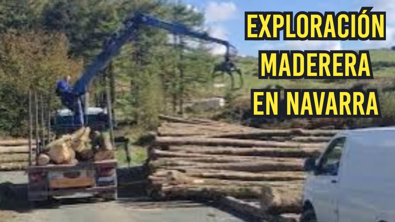 Trabajos en el monte: DESCARGA DE HAYAS EN EL PIRINEO NAVARRO