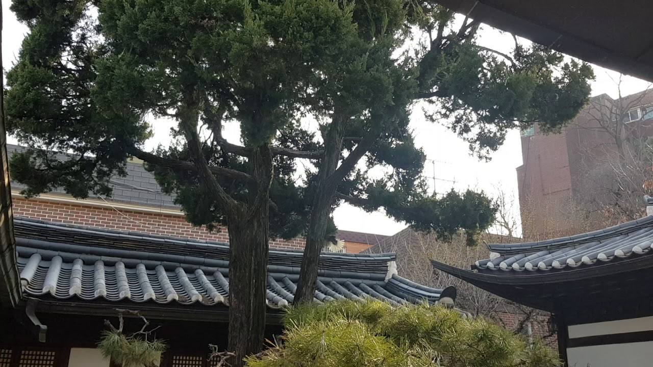 10대 1 - 직박구리와 까치 다툼의 승자는?!