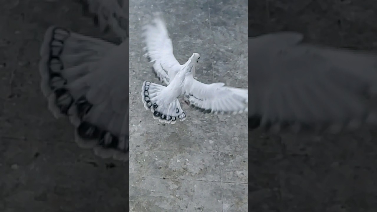 Hyderabad #pigeon #kabutar #kabootar #hyderabadi