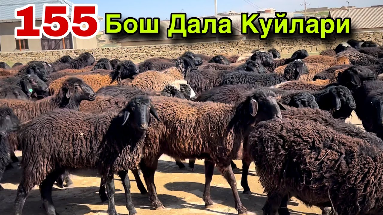 Дала Куйлари Келди! ☎️+998 94 057 2000 ☎️+998 701331911