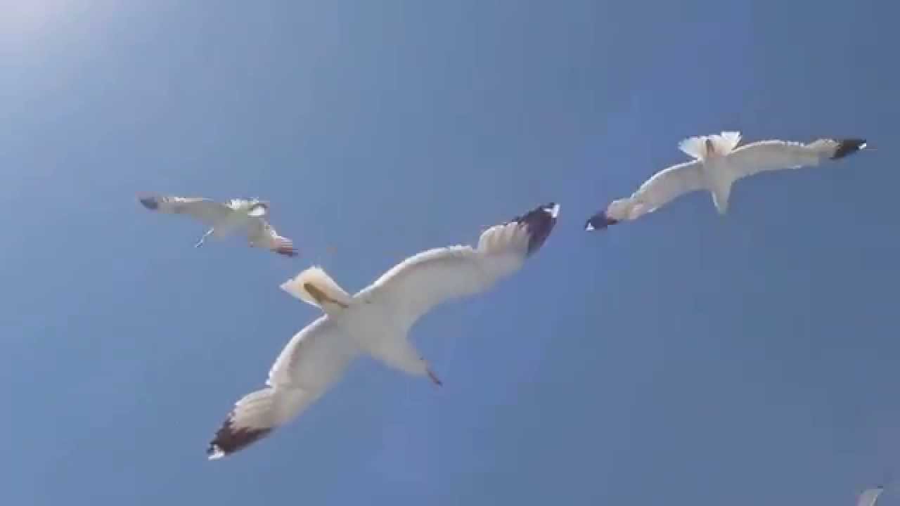 Il fantastico volo dei Gabbiani