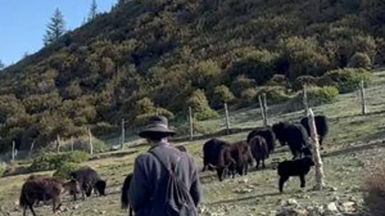 大山上青草出来了，养了大半年的牦牛终于自由了，牧场上肆意撒欢 #乡村守护人 #新农人计划2025 #我的乡村生活 #三农 #在拍一种很新的vlog