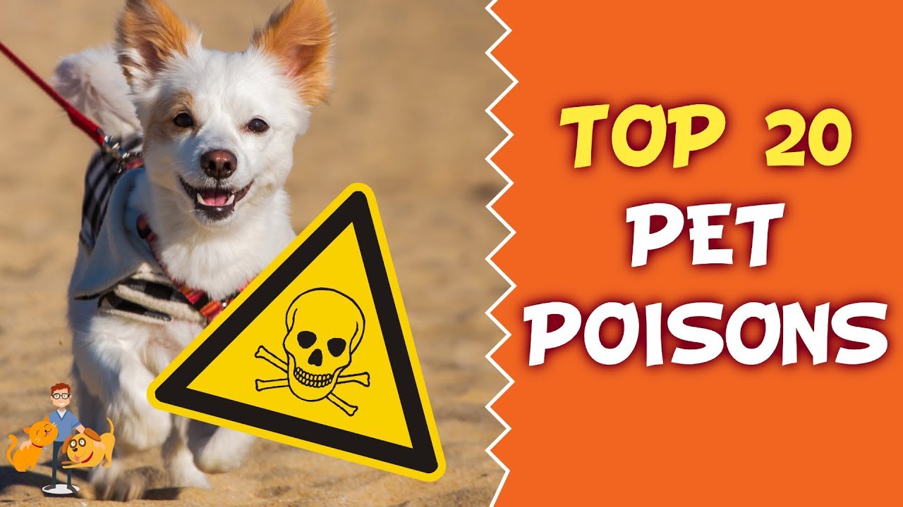 Top 20 Deadly Pet Poisons Every Owner Must Know About!