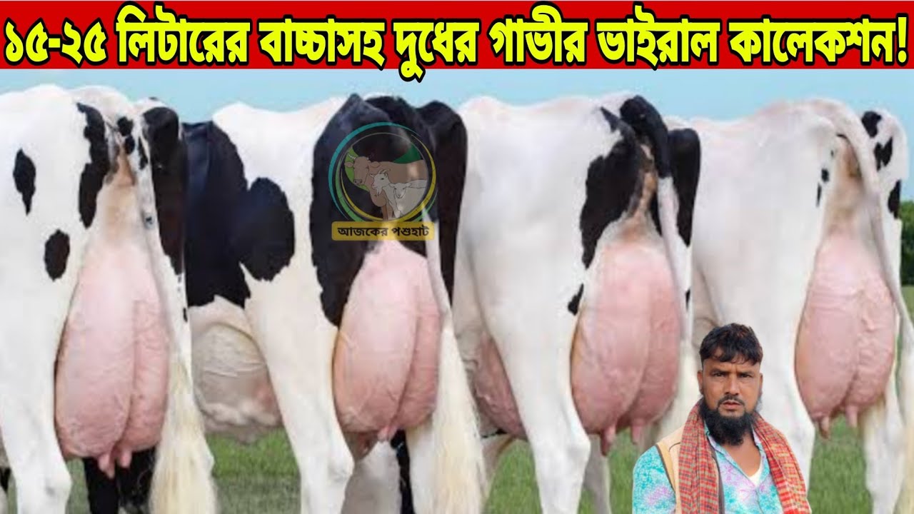 ফাটাফাটি দামে গাভী বিক্রি! বড় বড় বাচ্চাসহ ১৫-২৫ লিটার দুধের বিগ বিগ সাইজের জার্সি ও ফ্রিজিয়ান গাভি।