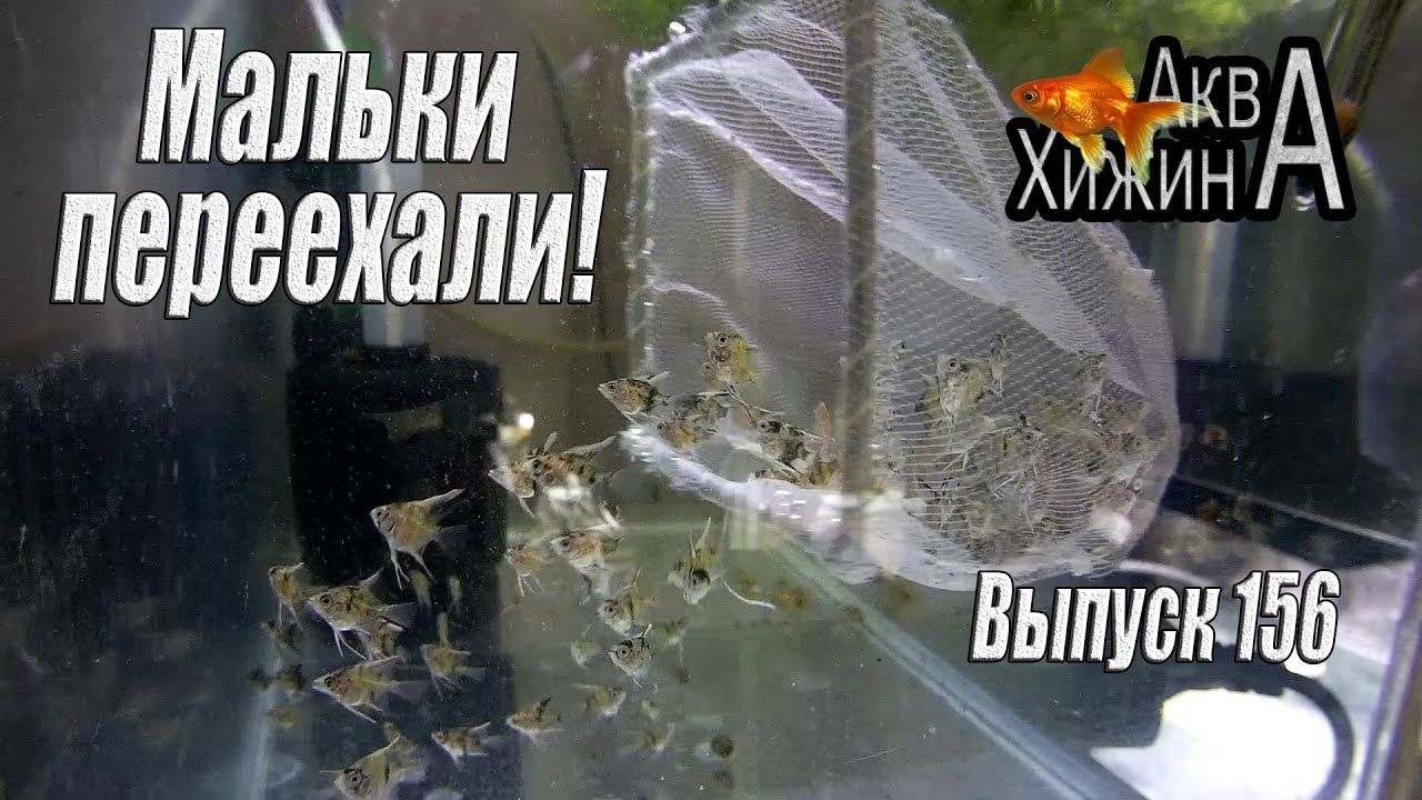 Три нереста за 10 дней, продолжаем подмены (Аква Хижина, выпуск 156)