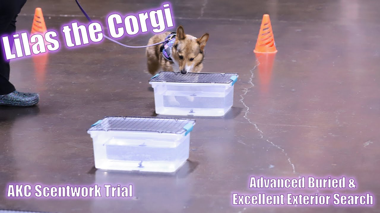 Atlanta Obedience Club AKC Scentwork Trial - Advanced Buried & Excellent Exterior - Jan 2023