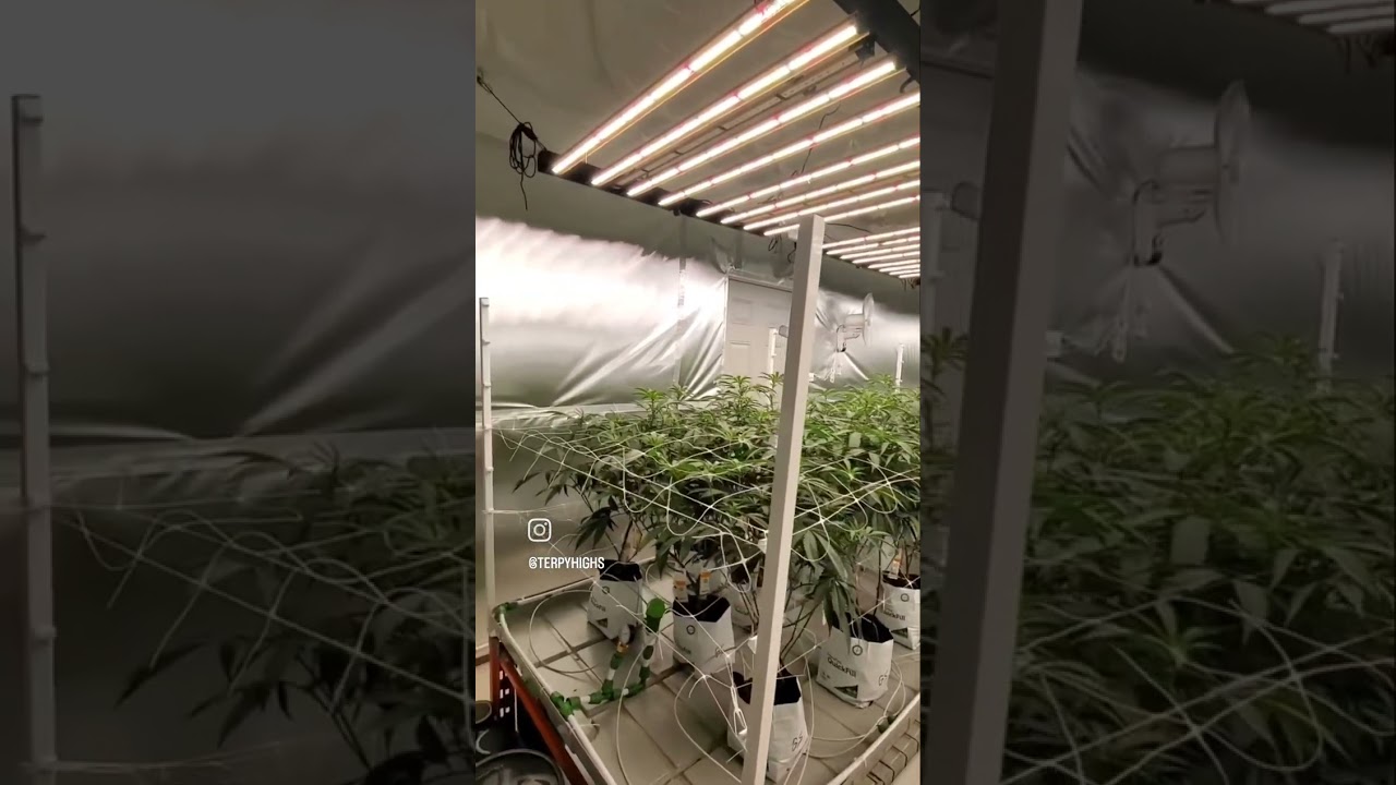 Flat top canopy going into flower!!! Terpy Highs