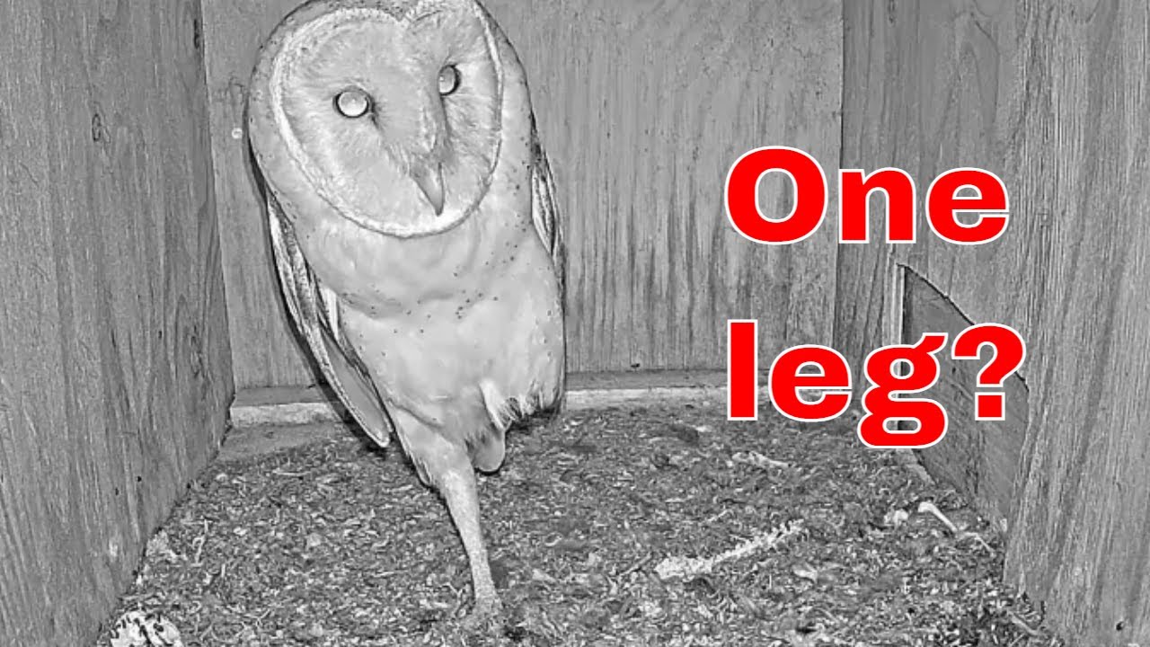 😲 Unreal Owl Behavior! 🦉 | The One-Leg Illusion Caught Live