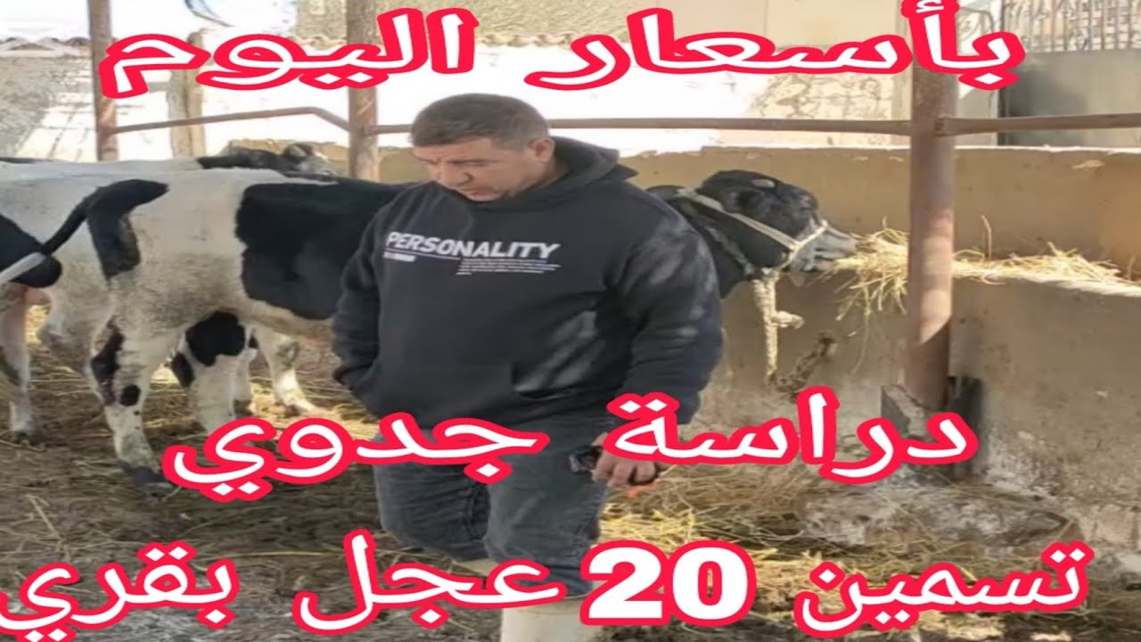 بأرباح شهرية فوق 30000 ألف جنيه ..دراسة جدوي لمشروع تسمين 20 عجل خليط بالارقام ..مع د.السيد الطوخي 