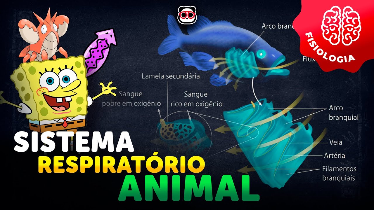 Os sistemas respiratórios animais!