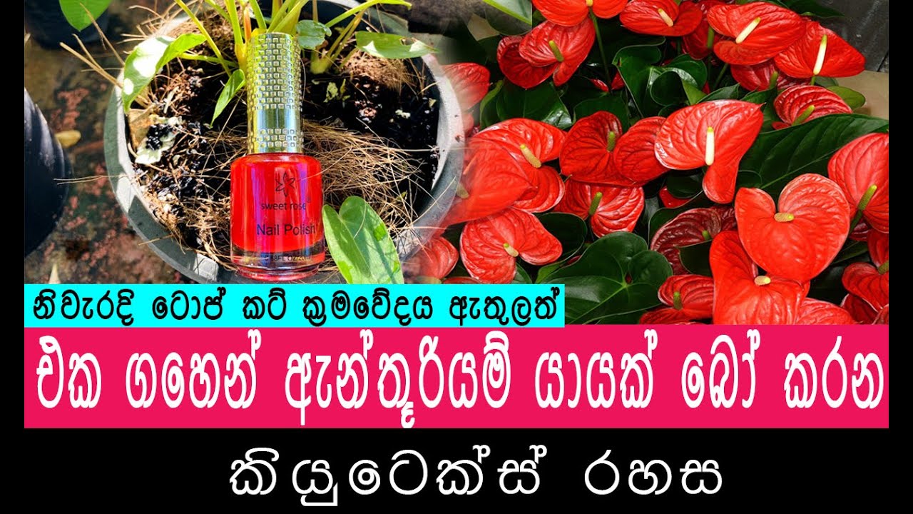 එක ගහකින් ඇන්තුරියම් යායක්🥰 |anthurium topcut 2025|anthurium hadana hati|anthurium sinhala