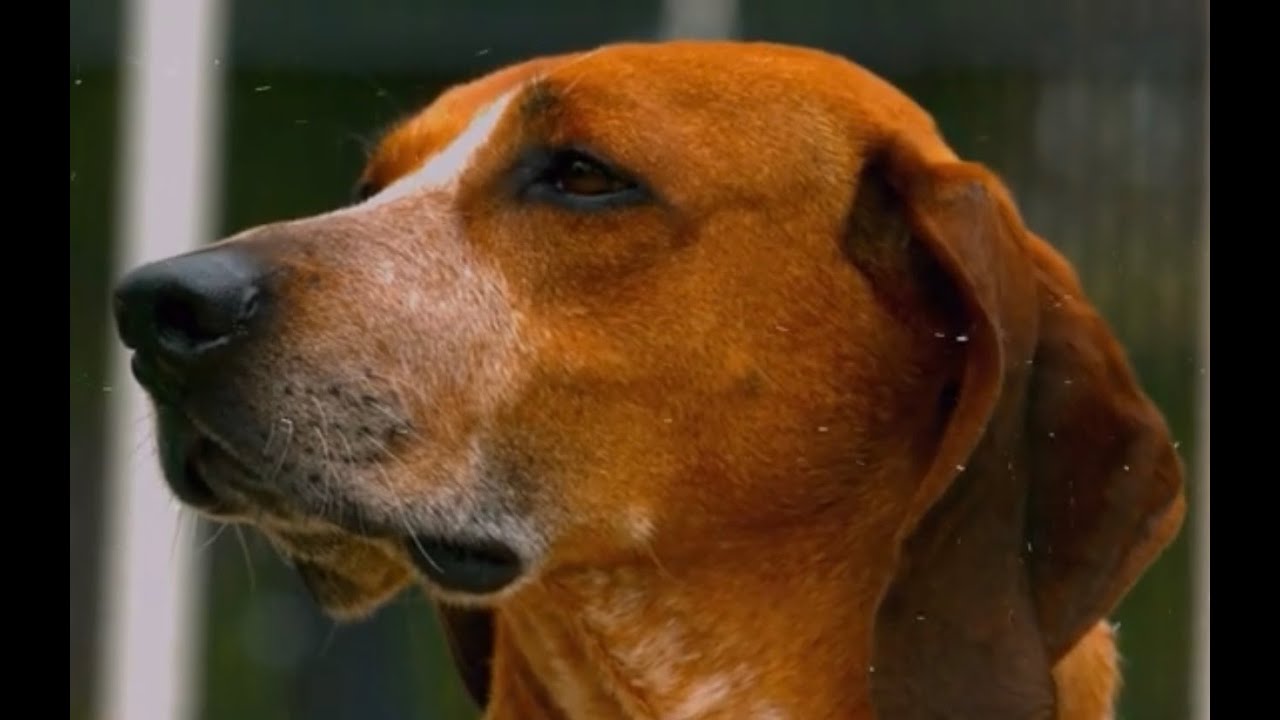 My Dog's Face is Swollen! My dog is having an allergic reaction!