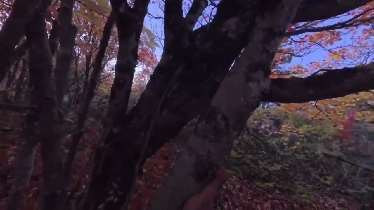 rainbow Zozo Terrain PEI ZozoPirate trip mushroom foraging quest beauty love ocean tree Zozo