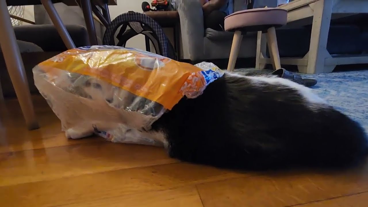 Meowe found a new comfy blanket