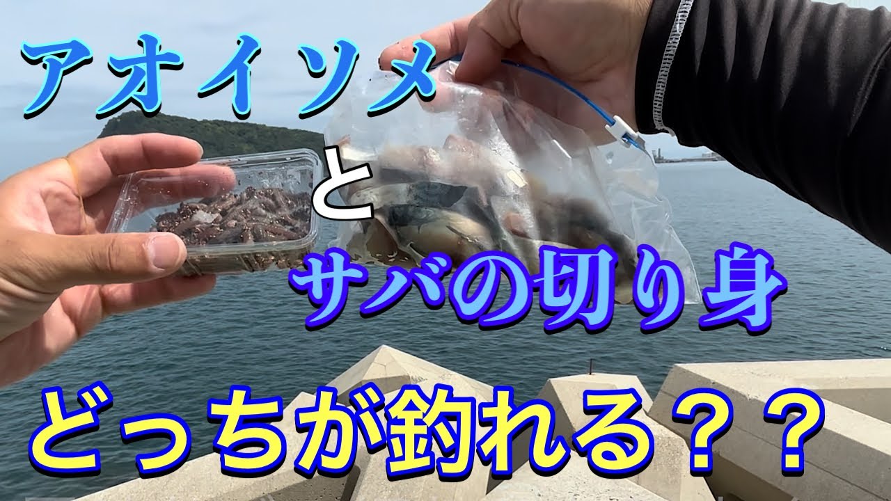 【穴釣り】釣れるエサはどっち！？アオイソメとサバの切り身ではどっちの方が釣れるのか検証してみた