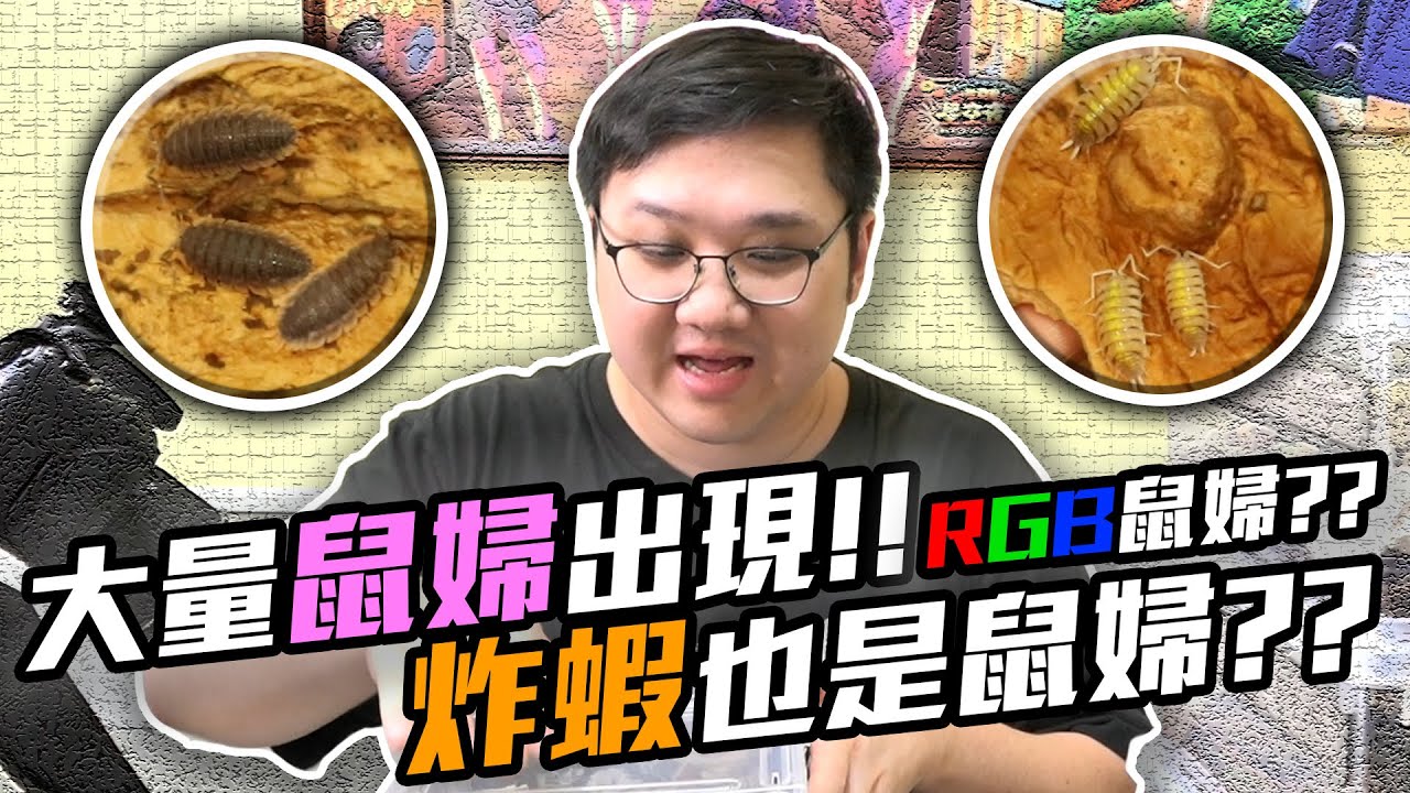 10隻鼠婦價值就3800元？炸蝦也有鼠婦？這RGB鼠婦也太炫了吧！！｜鼠婦日記【黑羽】