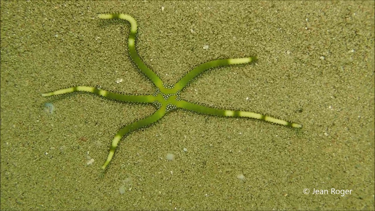 Ophiure verte / Ophiarachna incrassata