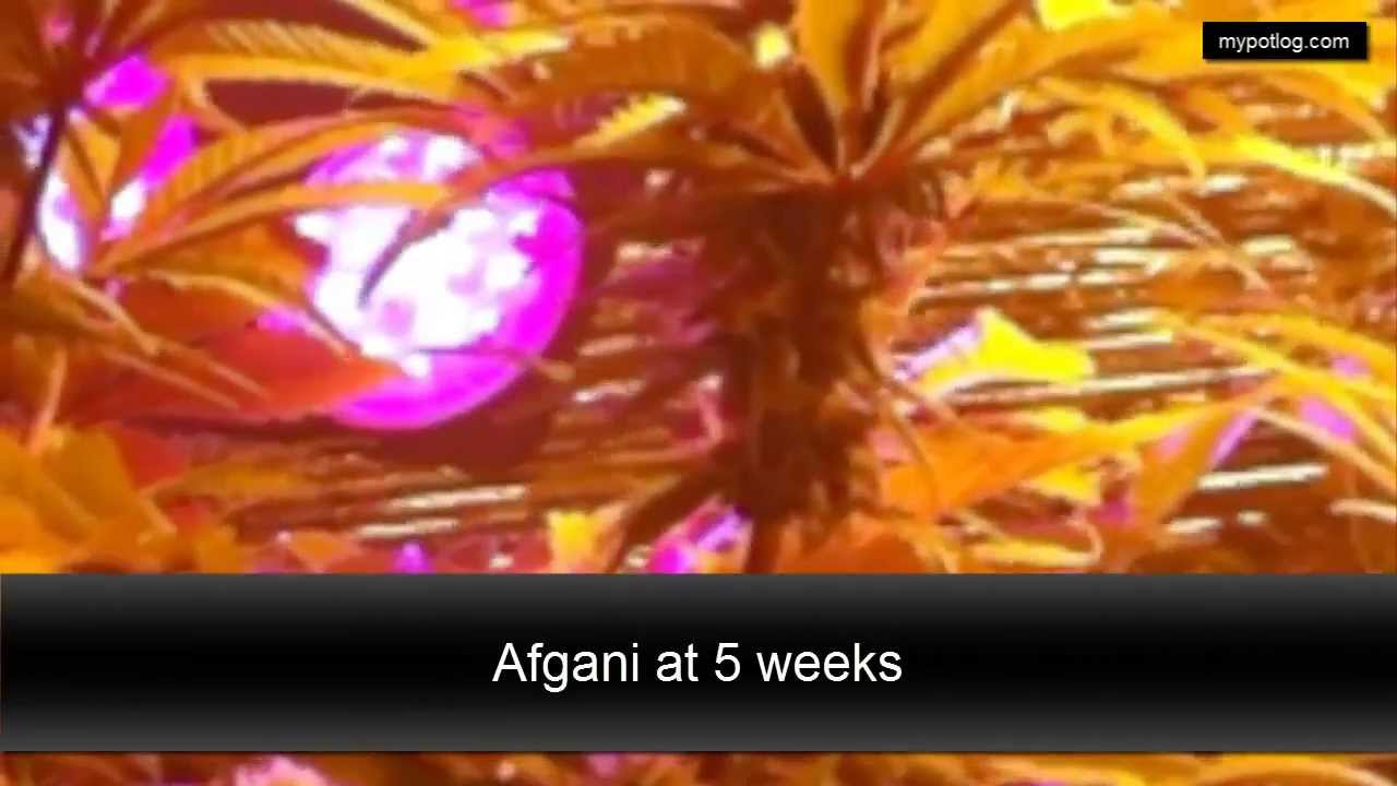 360 Degree Home Grow Op Tour - Medical Cannabis