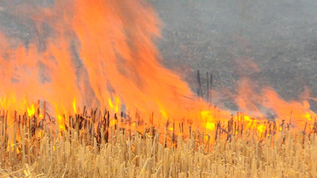 [40.000M² FELDBRAND | VOLLALARM FEUERWEHR MONHEIM] - Einsatzkräfte löschten großen Flächenbrand -