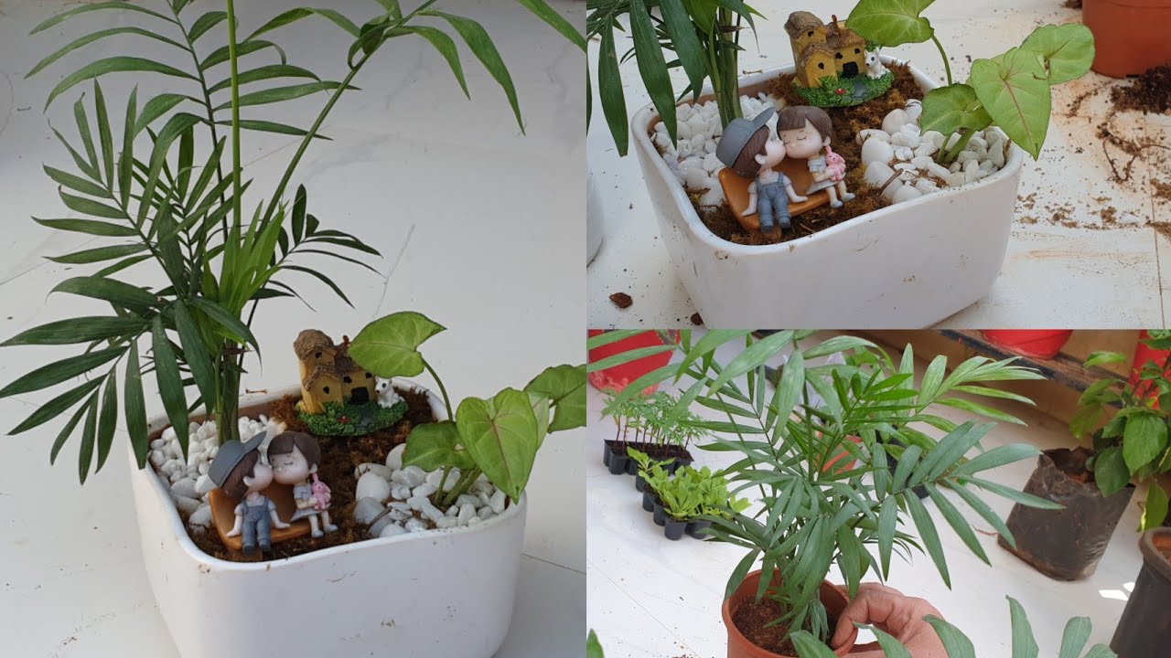 Making A Simple Tray Garden with Just 2 Plants || Fun Gardening