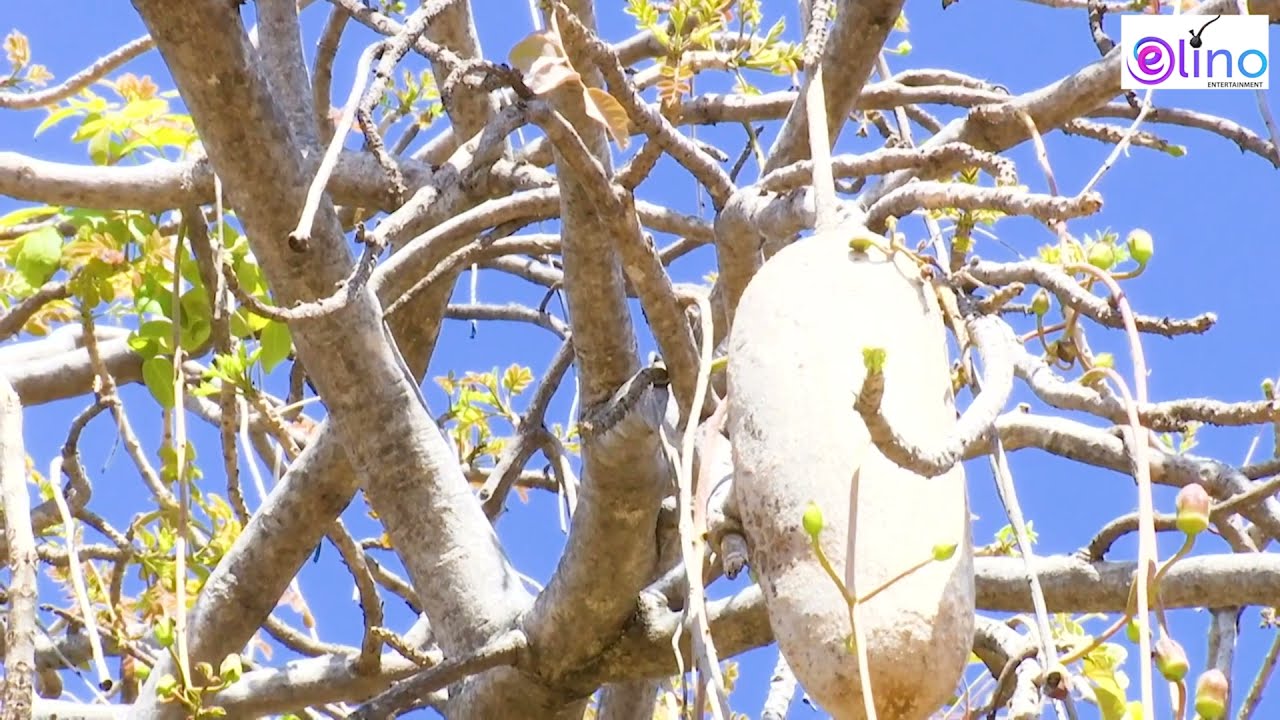 Traditional African Herbs