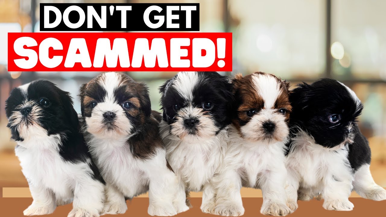 How To Find A Responsible Shih Tzu Breeder (and What To AVOID)?