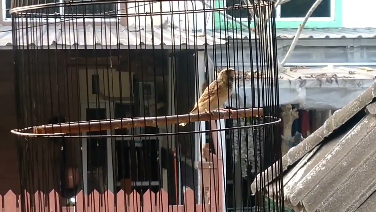 Blackthroat import gacor merdu mendayu-dayu