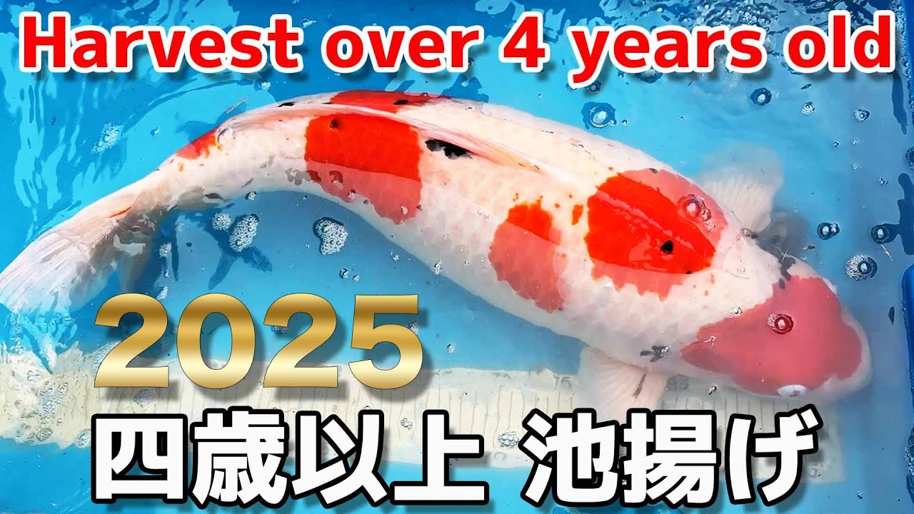 【錦鯉】四歳以上池揚げ  Harvest over 4 years old koi  2025【Koi】