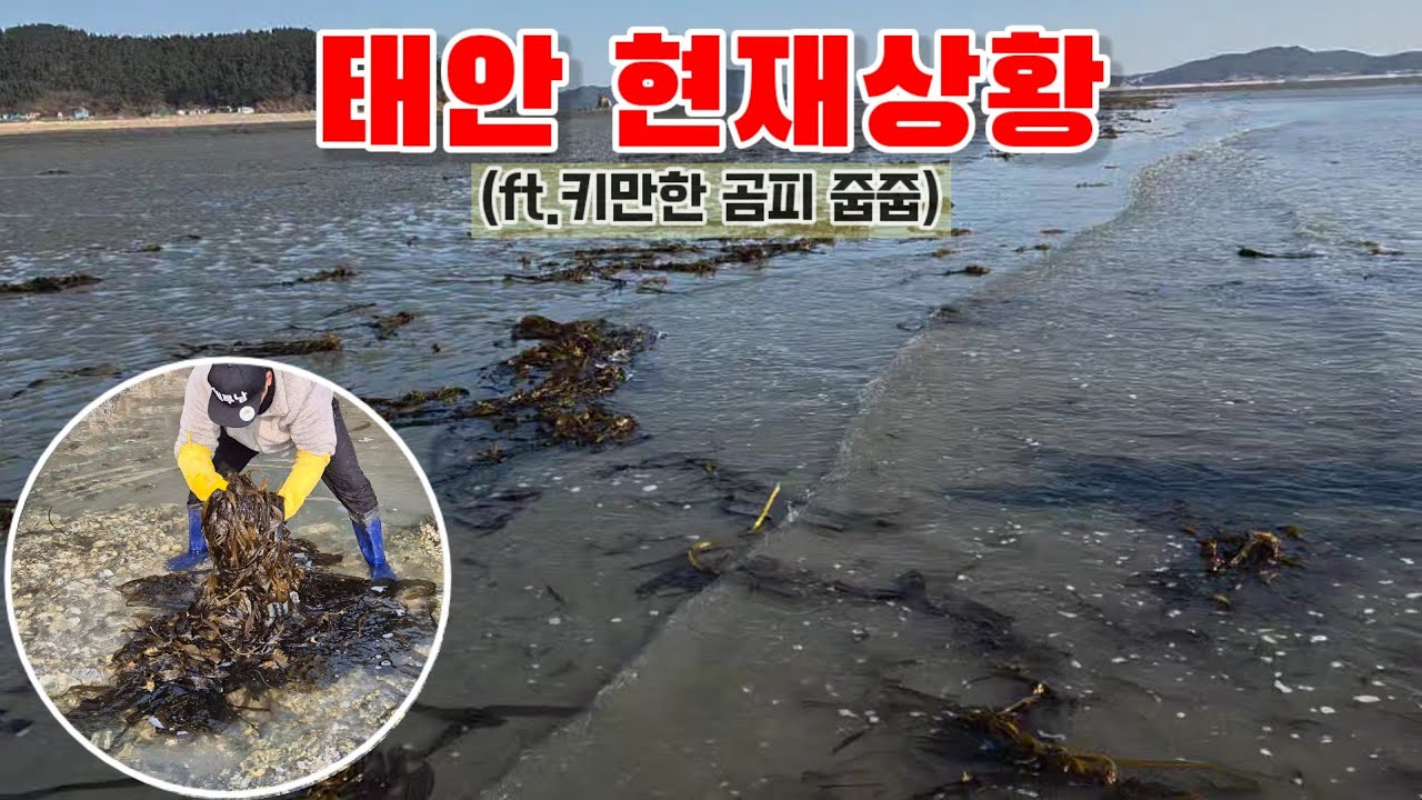 지금 당장 태안 바다로 가야 하는 이유? (겨울철 st1캠핑카)