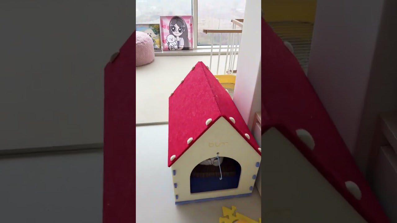 Vlog.42 An Immersive Record of a morning with two dogs and a Cat#vlog Daily Life#Pet vlog#
