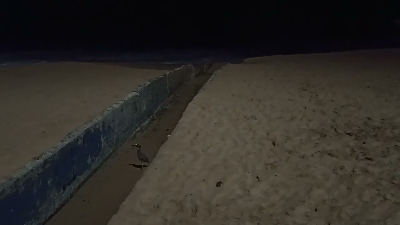 Night beach bird San Juan