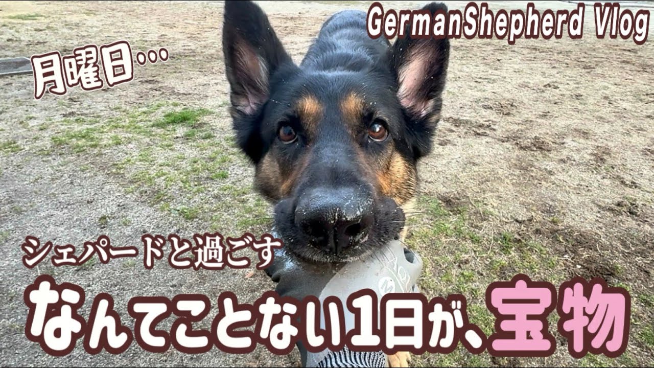 シェパードと24時間ベッタリ暮らす😆変わり映えしない毎日…😅幸せだ💕【ジャーマンシェパード】