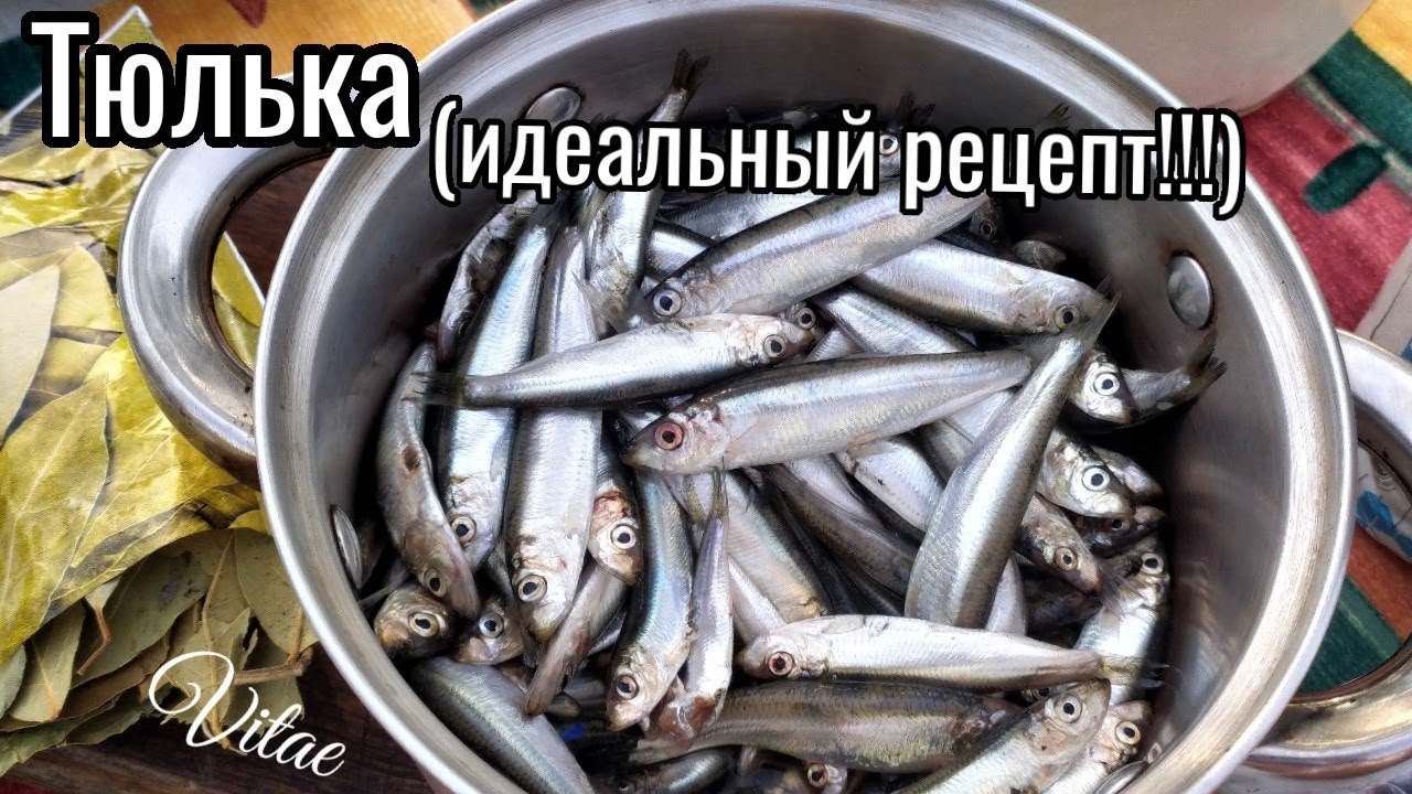 Малосольная тюлька в домашних условиях, простой рецепт