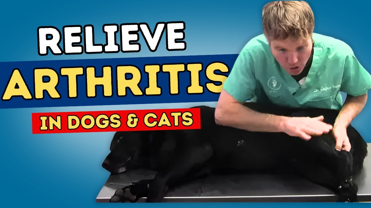 How to Relieve Dog Arthritis with Simple Acupressure Techniques