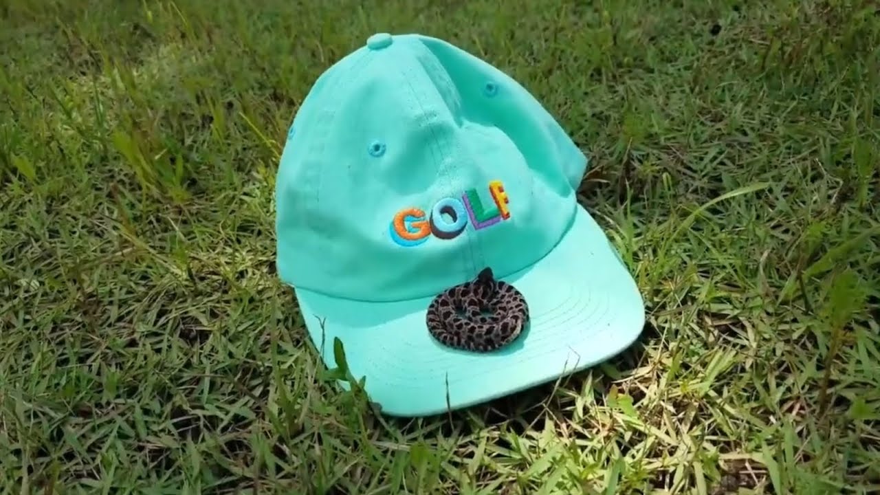 Catching a Deadly Pygmy Rattlesnake barehanded (2019)