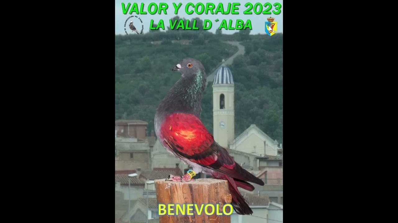 Palomos Participantes en el  Valor y Coraje La vall d'alba 2023.