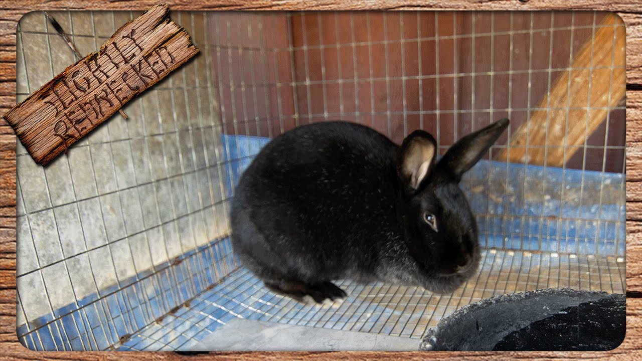 The Cause and Treatment for Sore Hocks in Rabbits