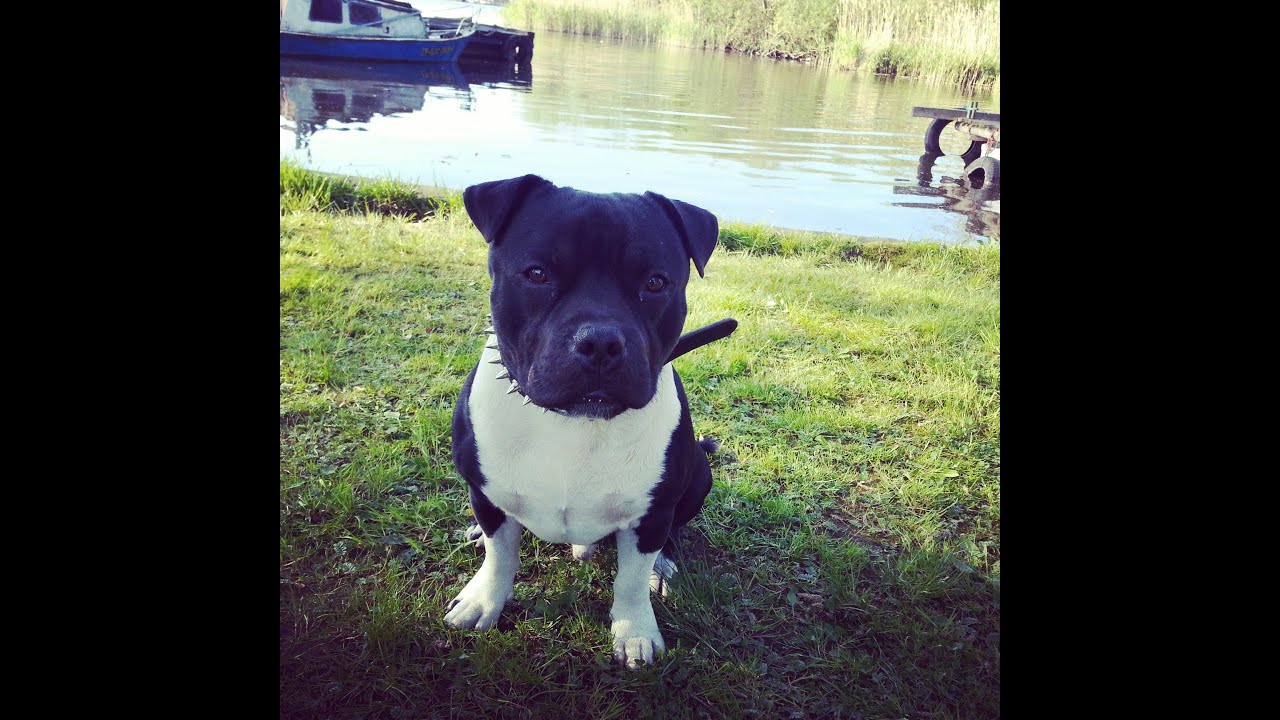 Staffordshire bull terrier- Beautiful dog