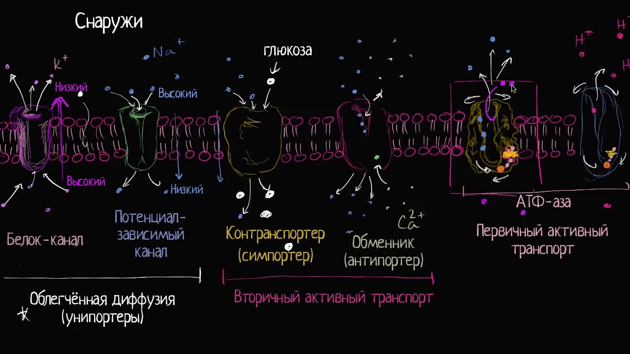 Унипортеры, симпортеры и антипортеры (видео 11)| Мембранный транспорт  | Биология