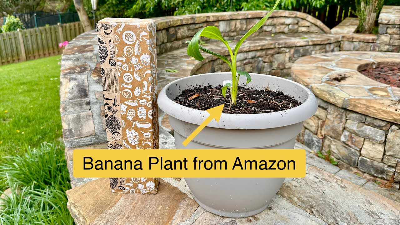 Planting my Dwarf Orinoco Banana Plant From Amazon (Wellspring Gardens)