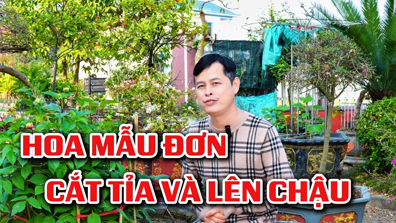 Cắt tỉa và lên chậu cho Hoa Mẫu Đơn